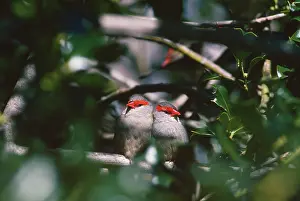 Firetails: Red-browned Firetail / Red-browned Finch - pair for the year