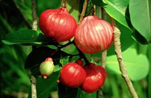 Juice: Red bush apples (Syzygium suborbiculare) can be