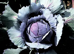 Cultivars: Red Cabbage