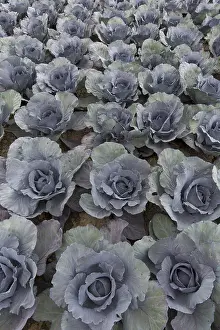 Capitata: Red Cabbage -Cabbage heads on a field - Germany