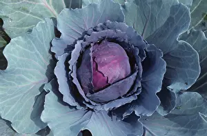 Oleracea: Red cabbage plant