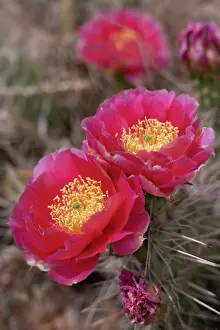 Cactus: Red cactus flowers, Utah