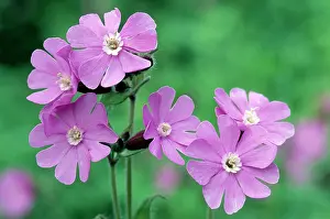 Campions: Red Campion