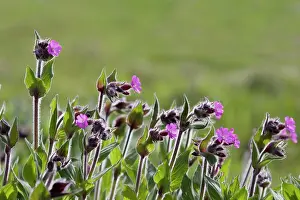 Campion: Red Campion