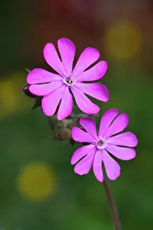 Campion: Red Campion