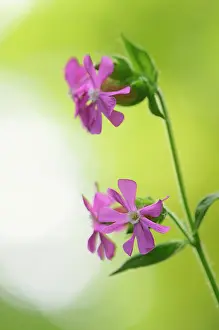 Campion: Red Campion