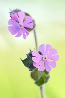Campion: Red Campion