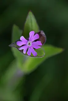Campion: Red Campion