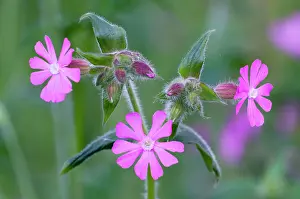 Campion: Red Campion - close up of flowers and buds