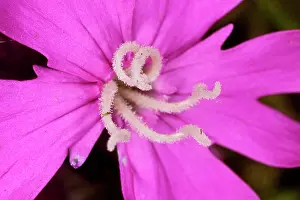 Micro: Red Campion - female flower with styles
