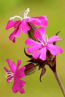 Campion: Red Campion - female flowers