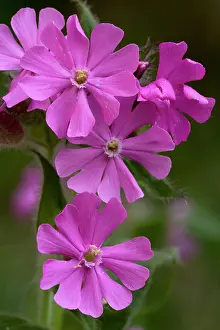 Campion: Red campion in flower