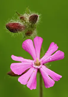 Campions: Red Campion - in flower, close-up