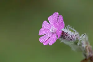 Droplets: Red Campion - Flower - in Dew - UK