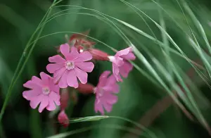 Campion: Red CAMPION - flowers