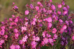 Campion: Red Campion Flowers