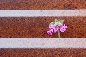 Campion: Red Campion - growing through cattle grid