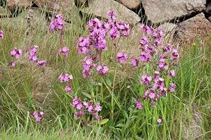 Campion: Red Campion - growing along roadside by drystone wall