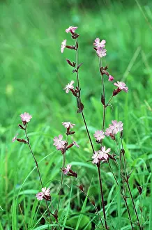 Campion: RED CAMPION - pink flowers
