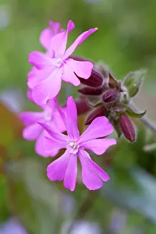 Campion: Red campion, Silene dioica, Close view of group of