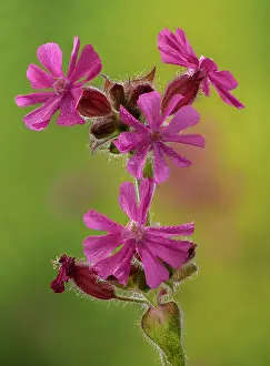 Campion: Red campion, Silene dioica, male plant in flower