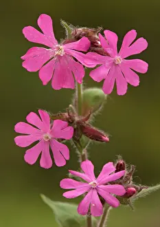 Silene: Red campion. Spring flower
