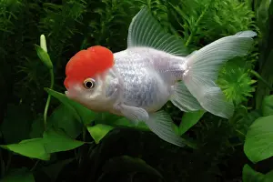 Characteristics: Red cap Oranda Goldfish