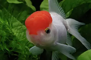 Characteristics: Red cap Oranda Goldfish