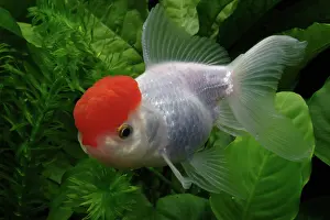 Characteristics: Red cap Oranda Goldfish