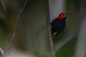 Manakin: Red-capped Manakin - Red-capped Manakin perched