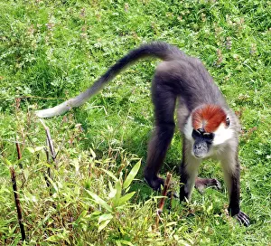 Torquata: Red Capped Mangabey - west Africa