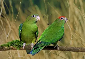 Spurius: Red-capped Parrots