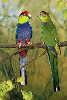 Spurius: RED-CAPPED PARROTS X2