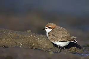 Ruficapillus: Red-Capped Plover - on beach