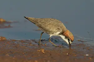 Ruficapillus: Red-capped Plover, feeding