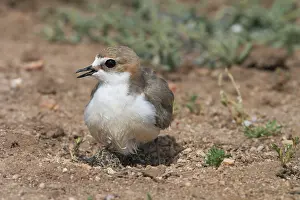 Intelligence: Red-capped Plover - female with wet abdomen
