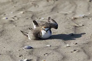 Feigning: Red-capped Plover - Injury feigning display as