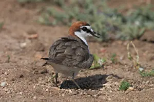 Intelligence: Red-capped Plover - male shading eggs at nest