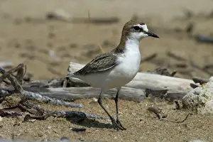 Dotterel: Red-capped Plover / Red-capped Dotterel