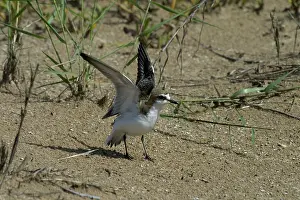 Feigning: Red-capped Plover / Red-capped Dotterel - Injury-feigning