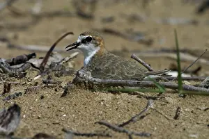 Dotterel: Red-capped Plover / Red-capped Dotterel - On nest