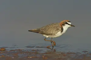 Ruficapillus: Red-capped Plover - A widespread plover closely