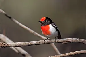 Petroica: Red-capped Robin