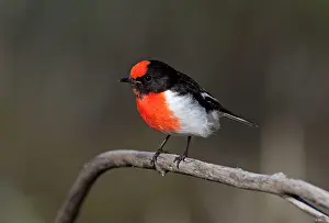 Petroica: Red-capped Robin