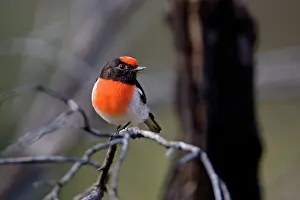 Petroica: Red-capped Robin - male