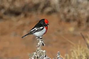 310517: Red-capped Robin male A4395