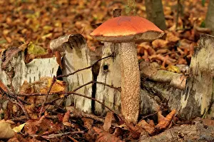 Leccinum: Red-capped scaber stalk, Chaumontel, For t de Coye