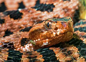 Deadly: Red Carolina Pygmy Rattlesnake