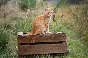 Board: Red Cat sitting on a wooden box