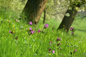 Silene: Red Champion - in full bloom on a meadow with blooming